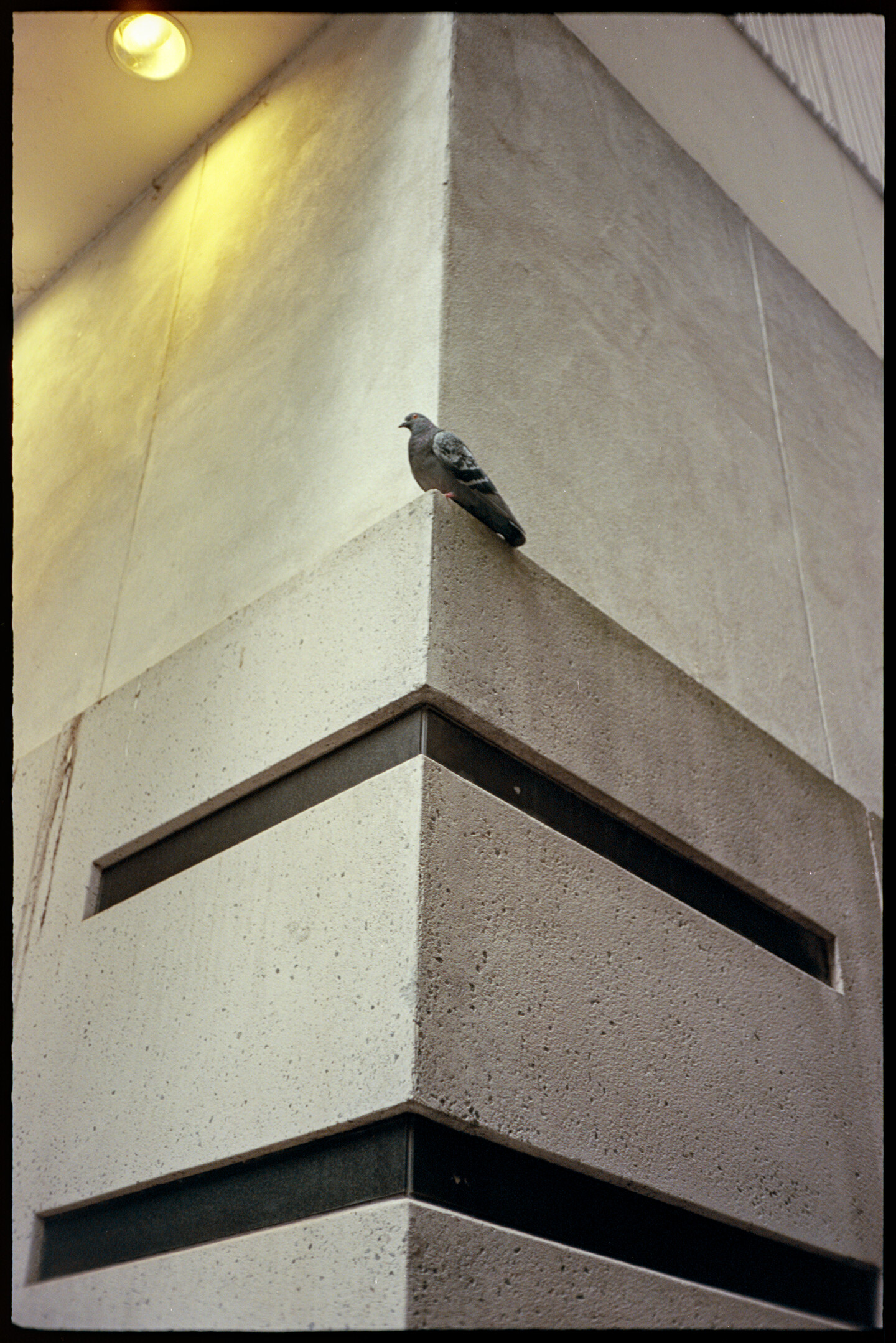 A pigeon perched on the corner of a hotel in Atlanta