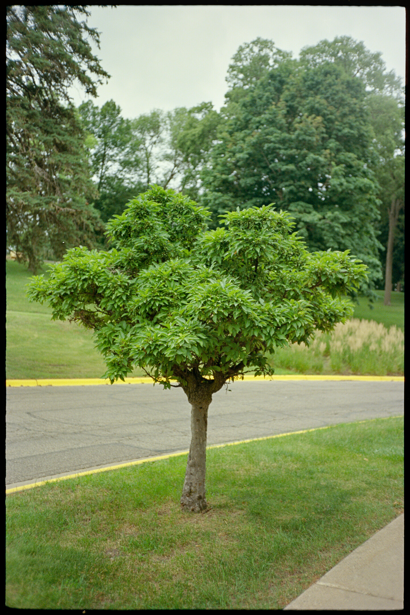 A short green tree beside the road leading up the hill to St. Olaf College