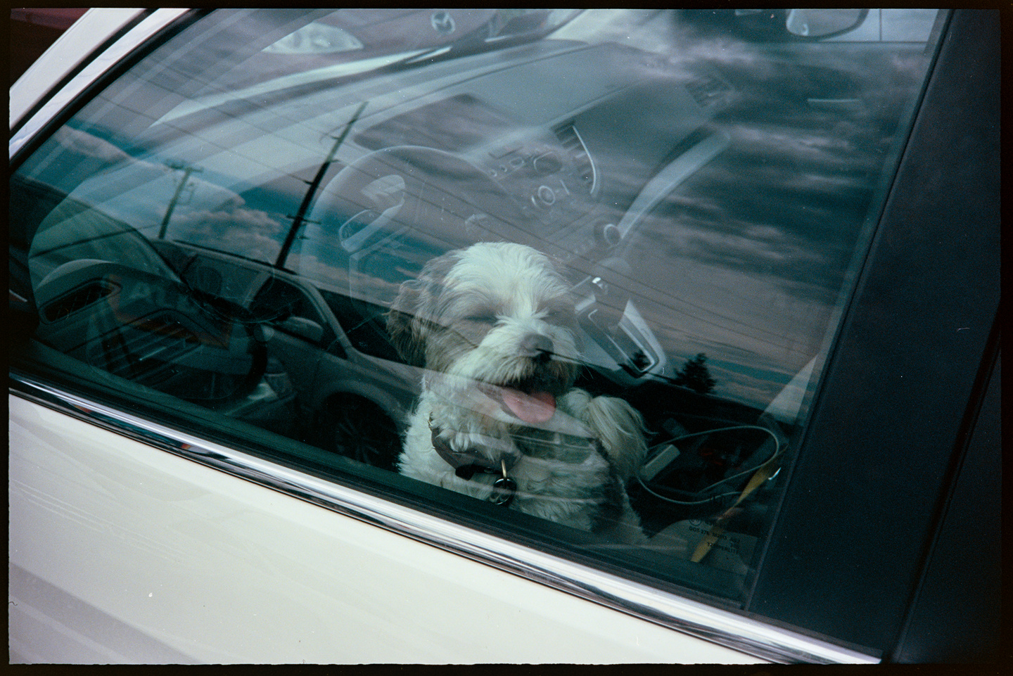 Annie the dog waiting in the driver seat of our car for us to come out of the grocery store