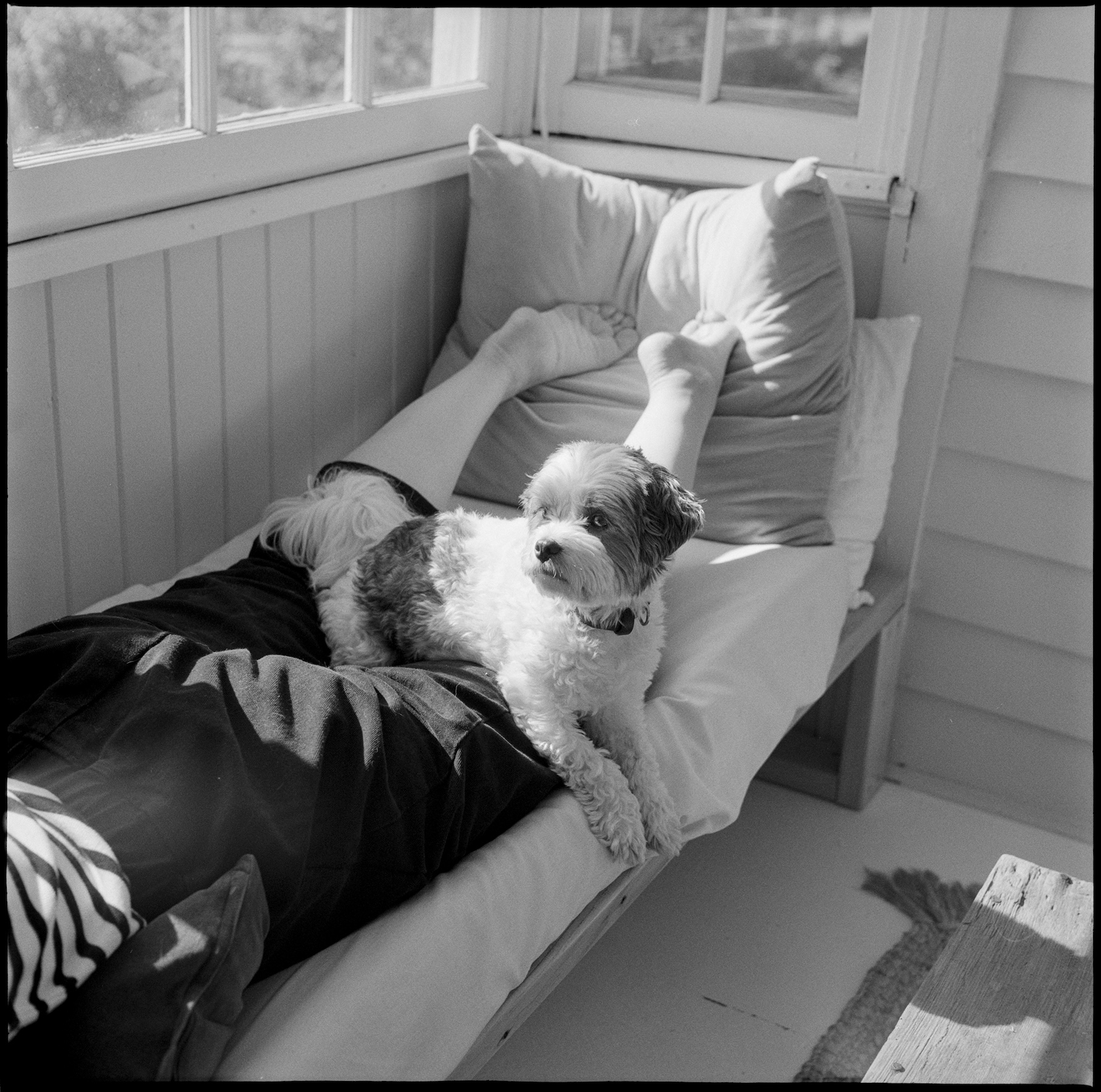 Annie laying on Kallie in the sun on the porch