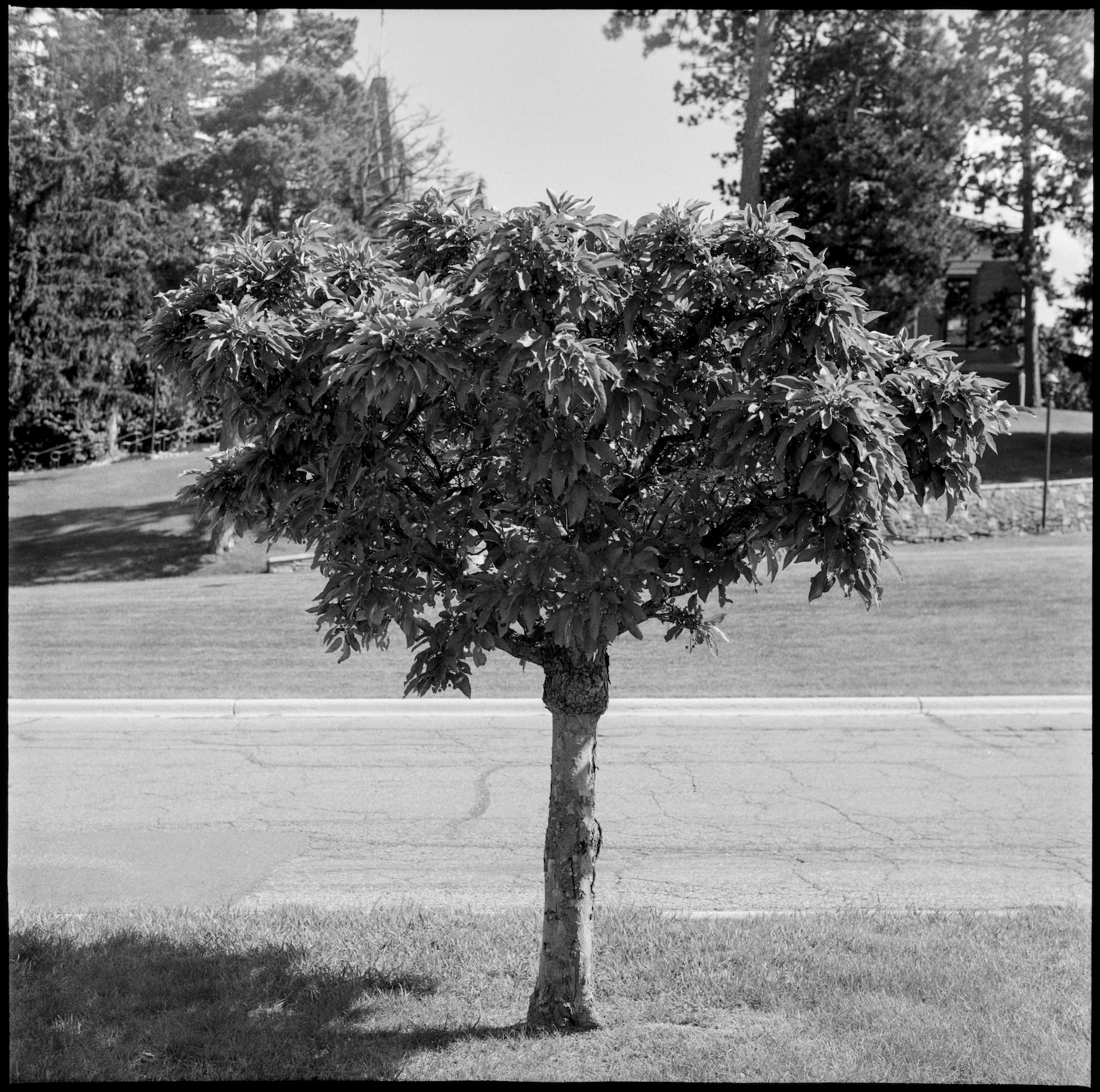 Short bushy tree next to a road