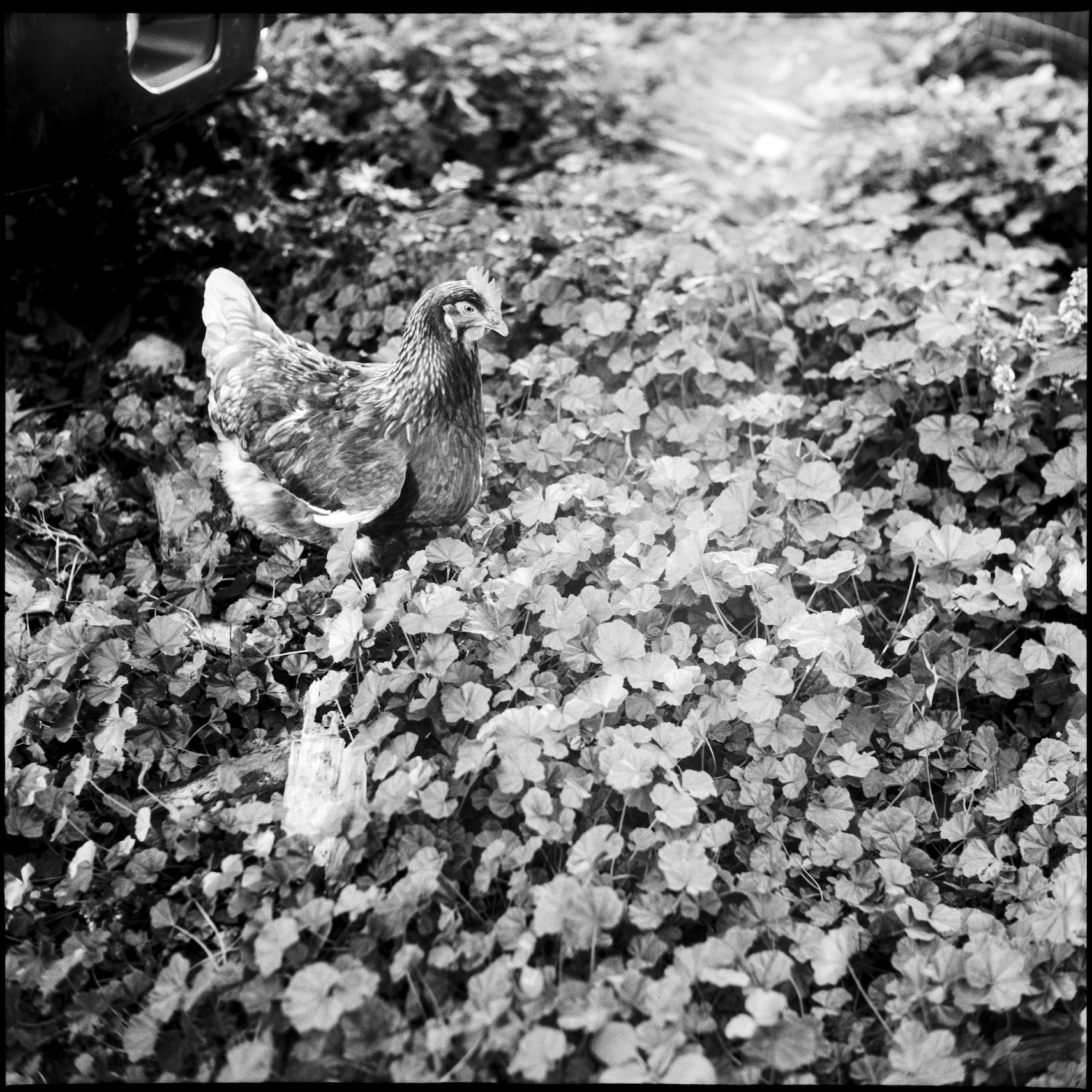 Chicken standing clover pasture in the sunlight