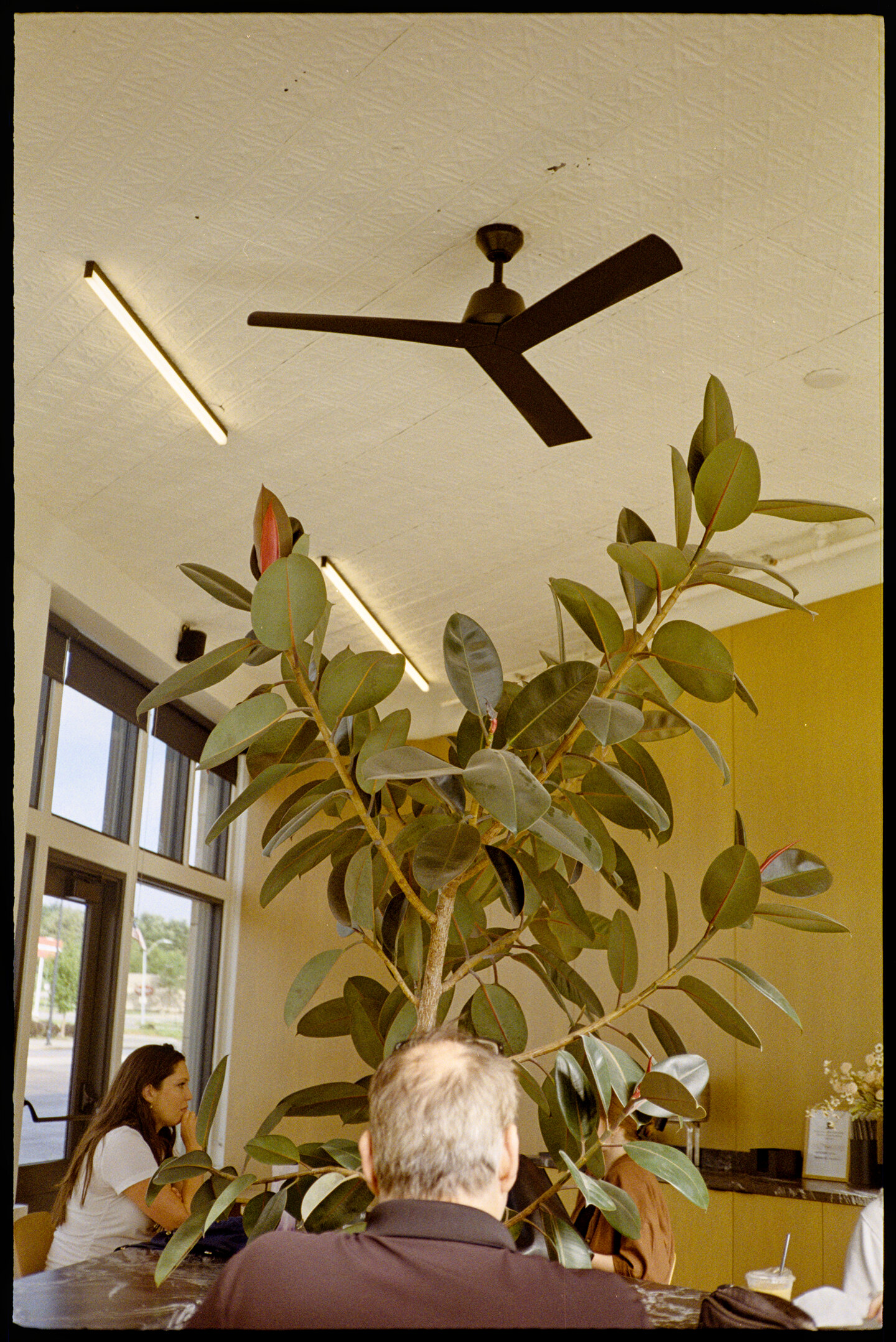 The back of a man sitting in the foreground and a rubber tree in front of him at Northern Vessel in Des Moines
