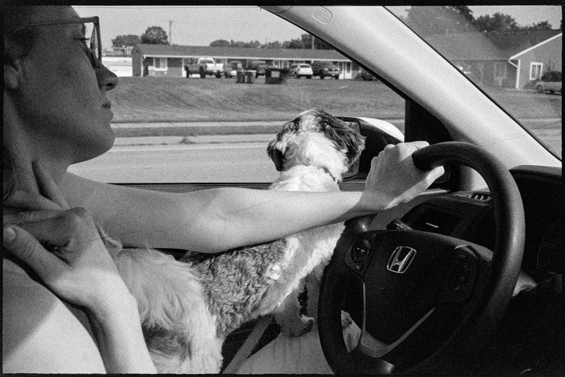Kallie driving with Annie looking out the window on her lap