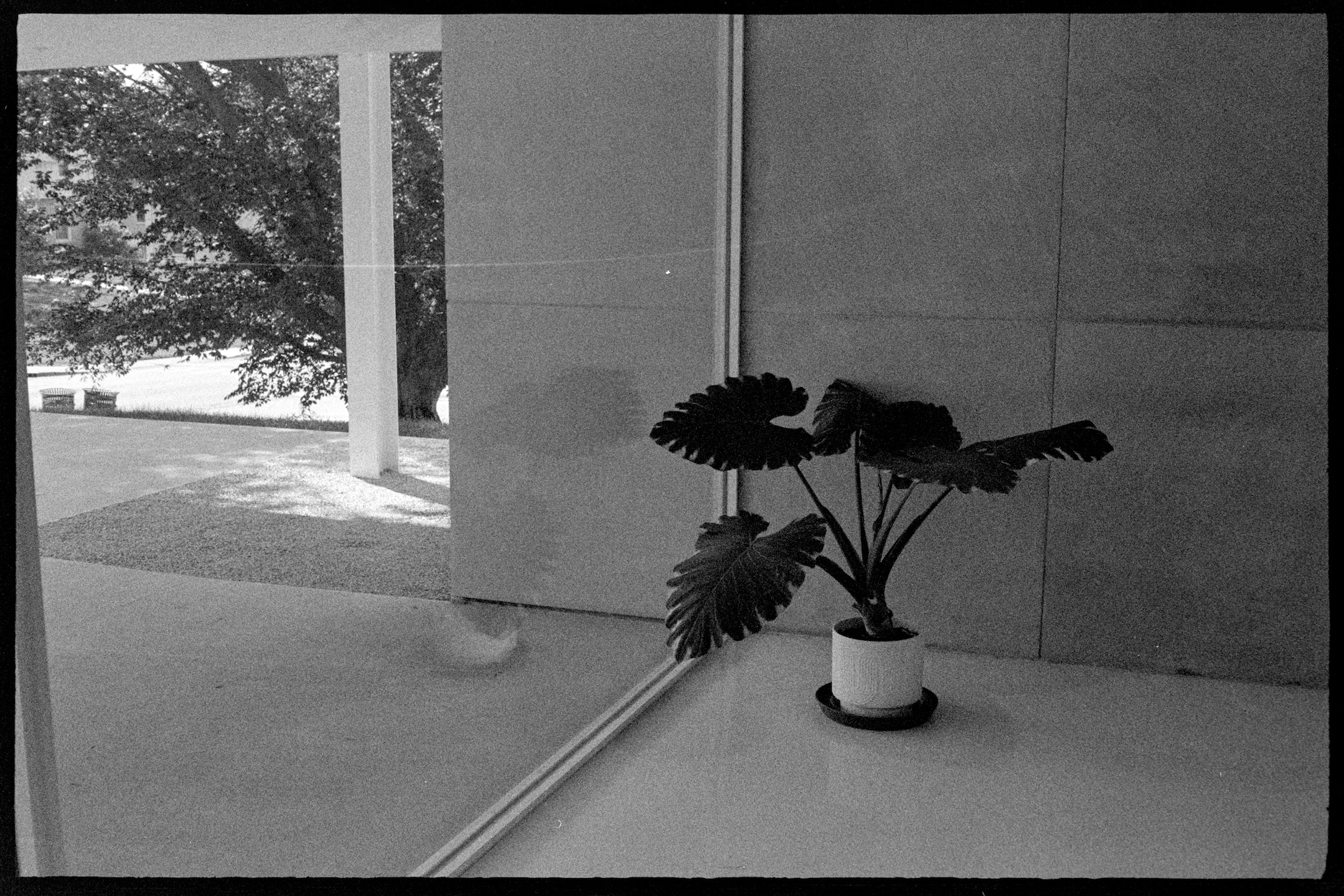 Plant reflecting off glass windows in university art building