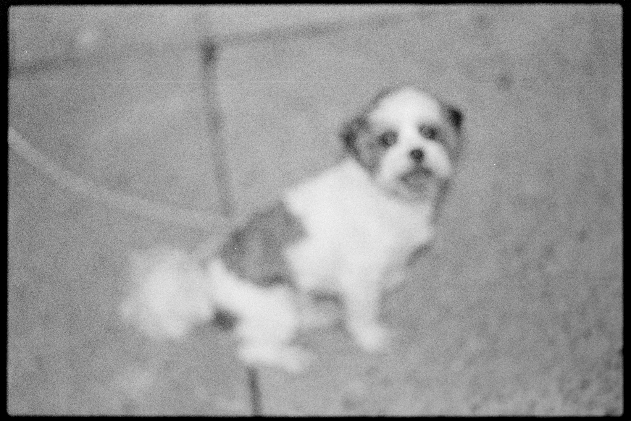 Blurry shot of Annie being walked on sidewalk