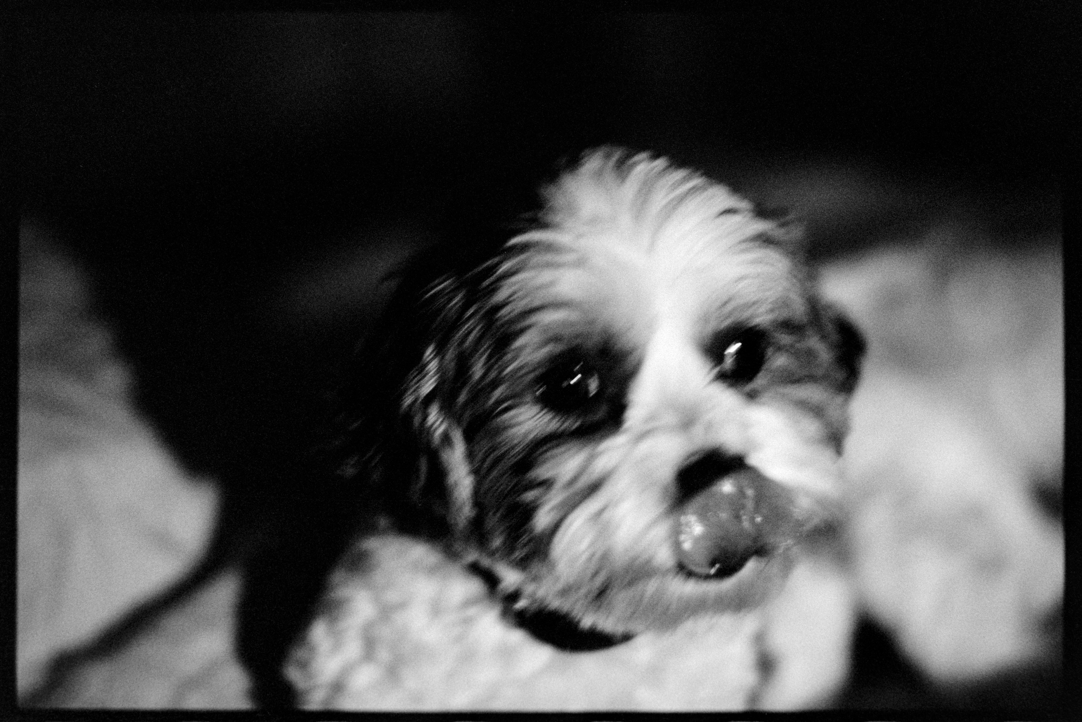 Annie on the bed at night