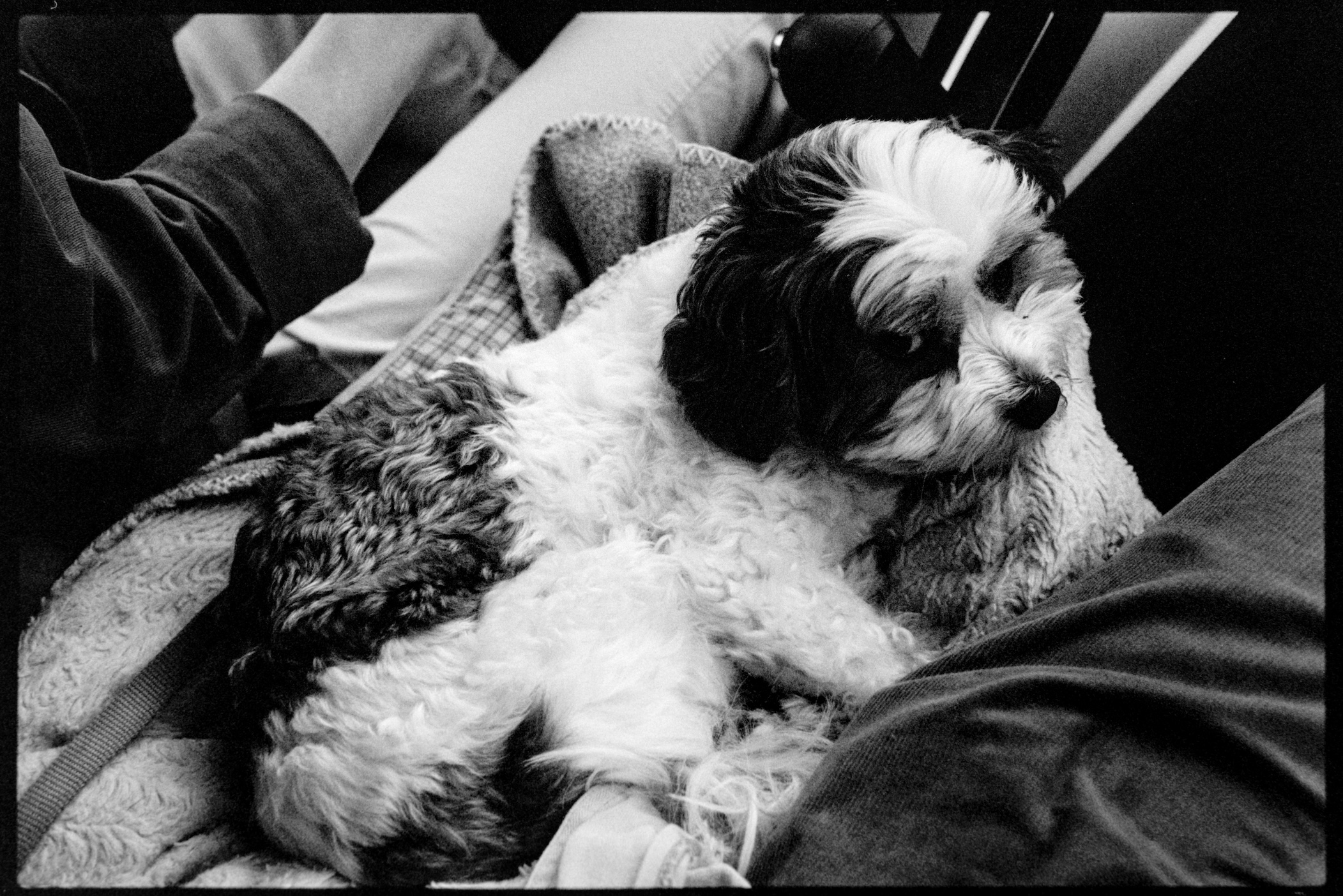 Annie in the car on drive back home