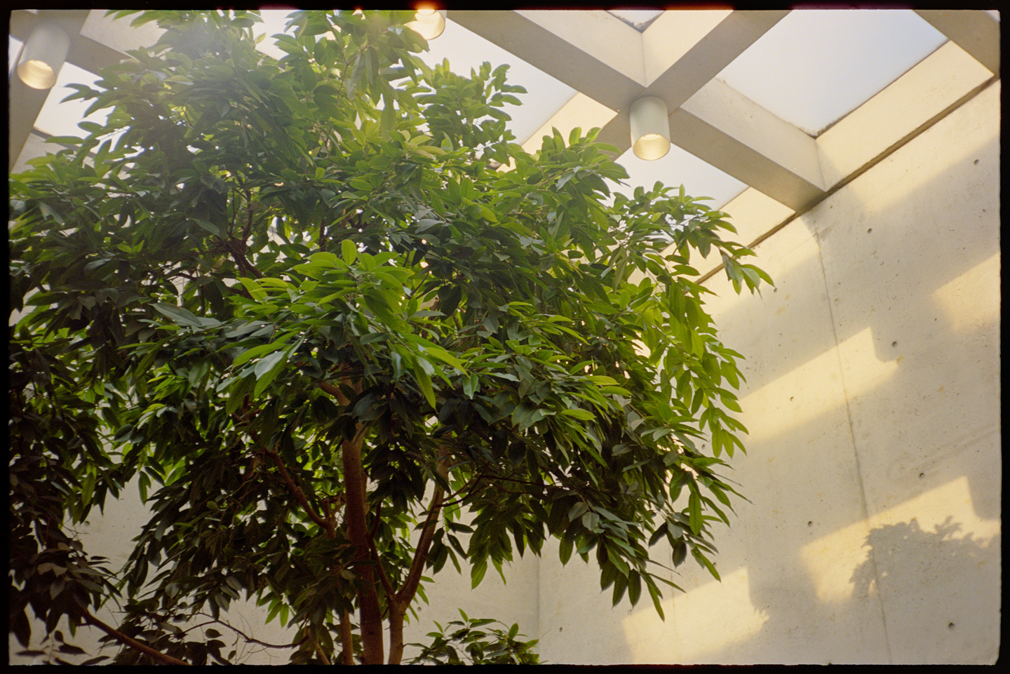 Green tree in the atrium of the public library