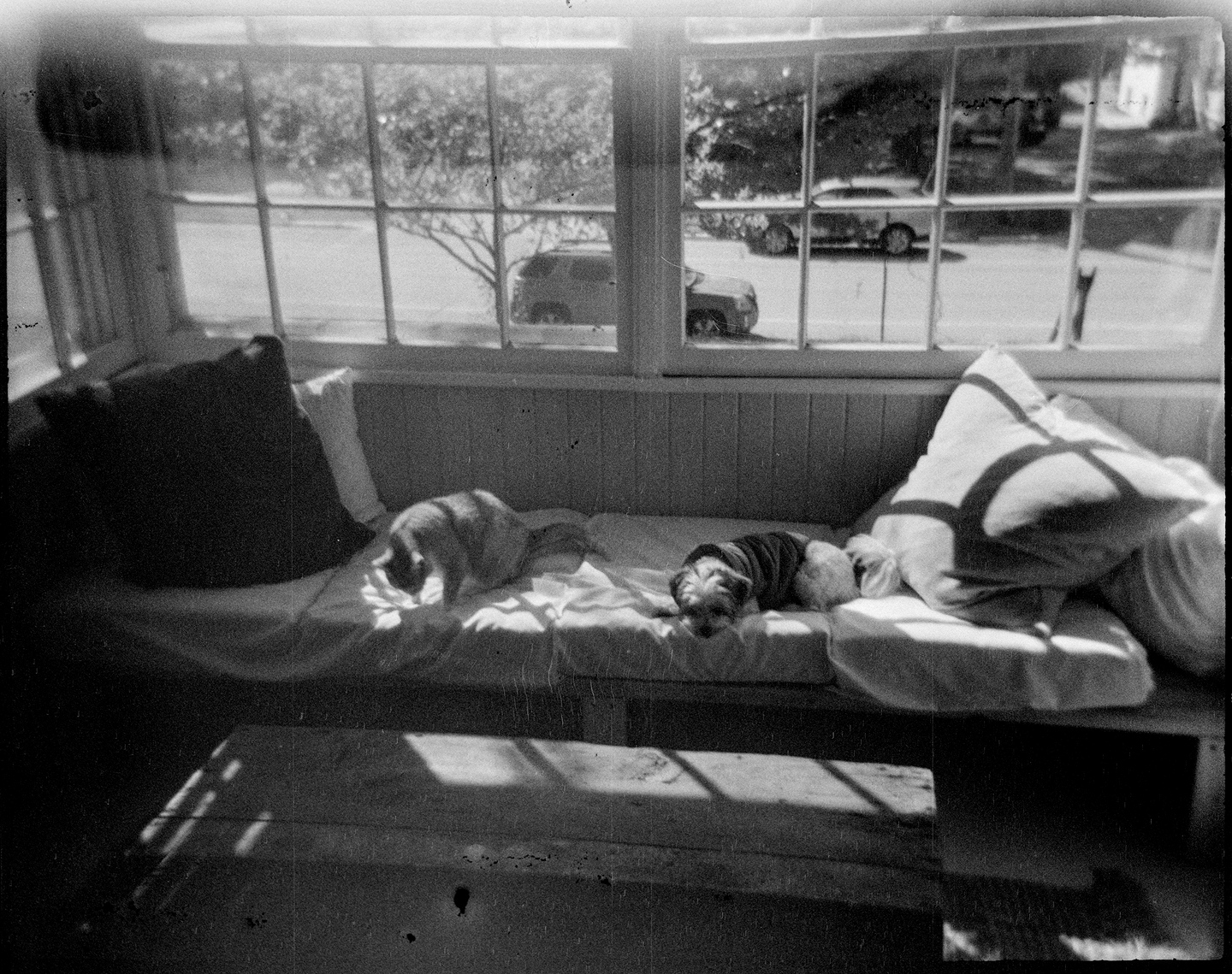 Annie the dog and Flannery the cat lying on the couch on the porch