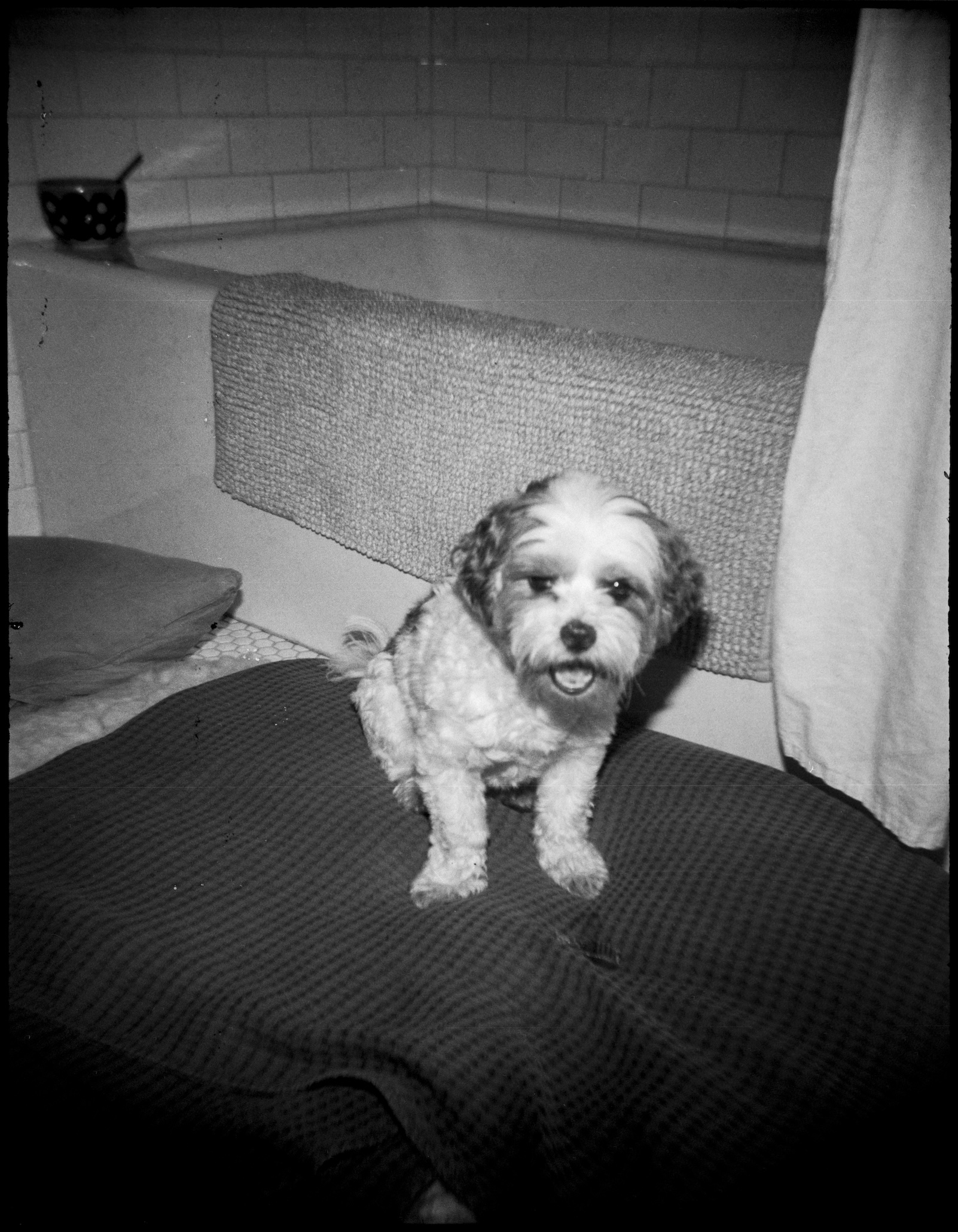 Annie the dog in the bathroom