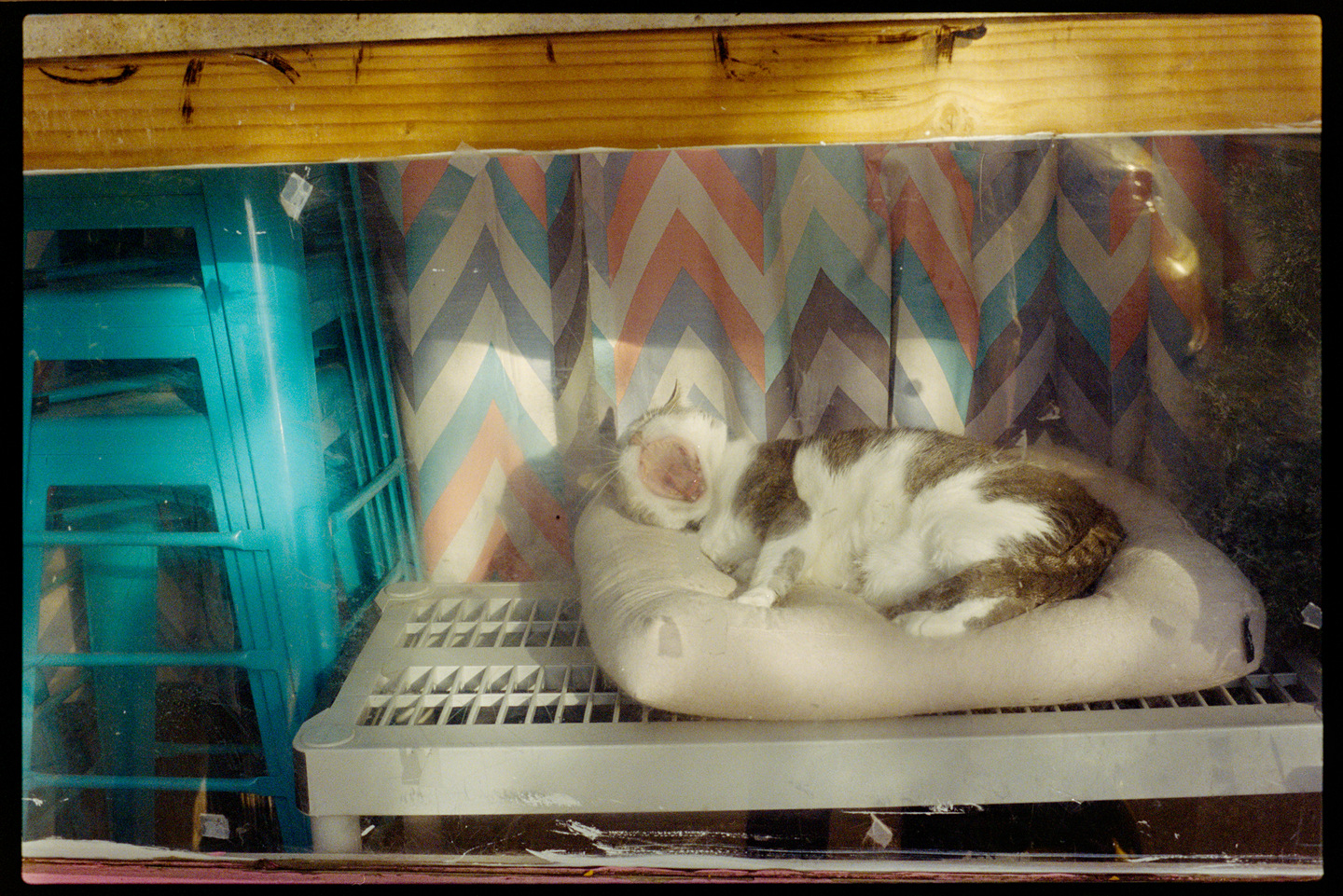 A cat lying down and yawning in the window of a shop