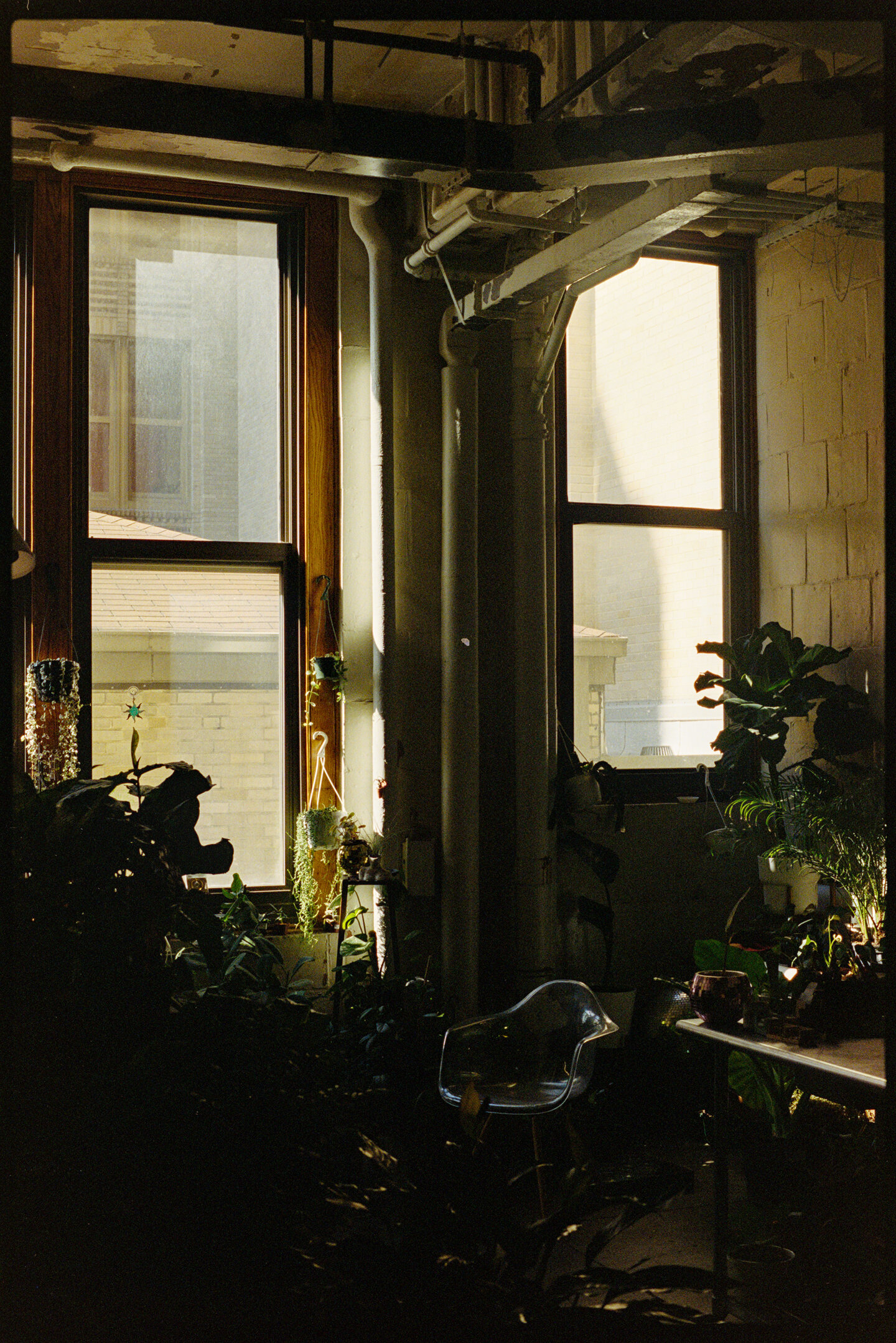 Golden sun and deep shadows inside the Greenly Plant Co shop in the Bok building