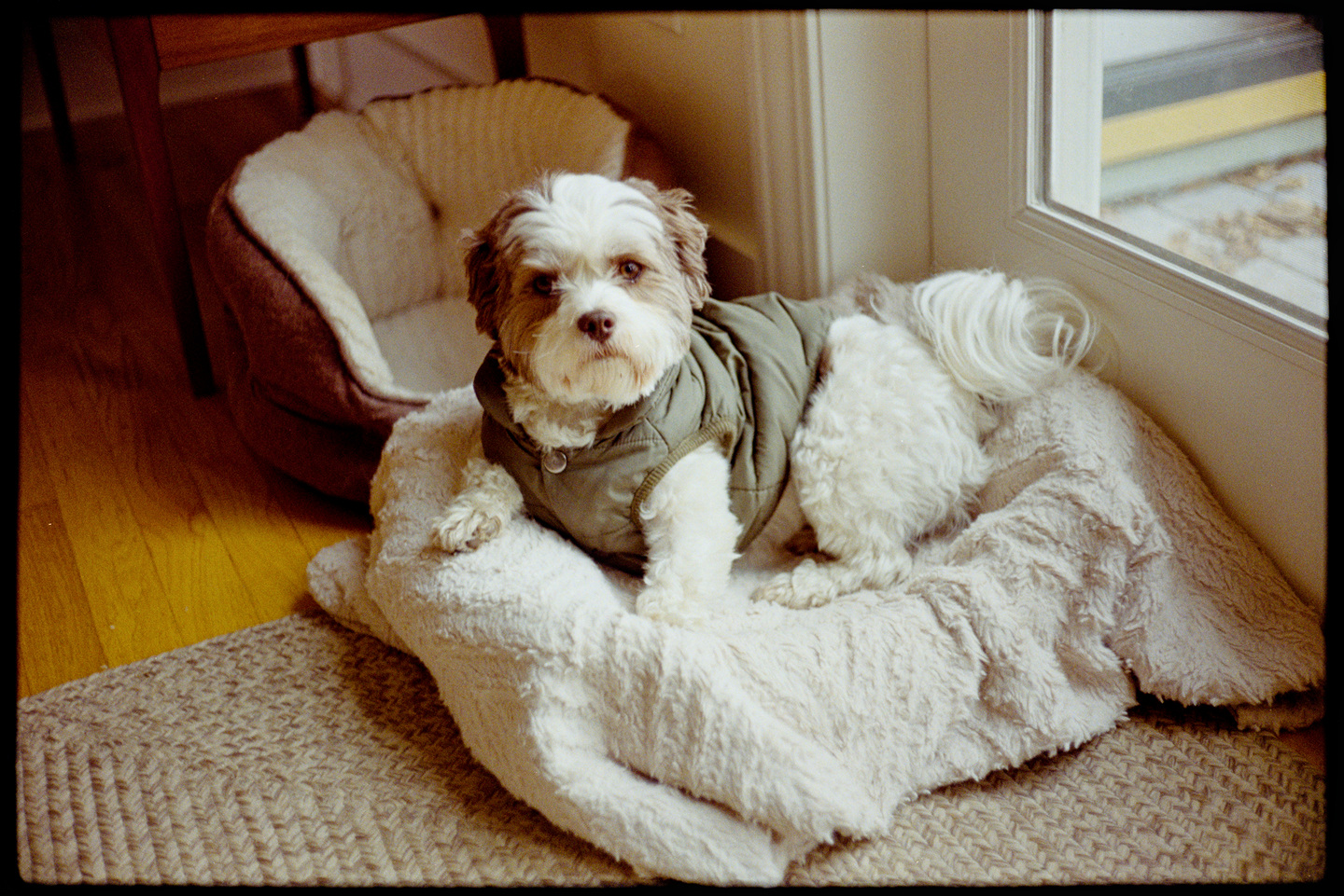 Annie the dog at her post by the back door