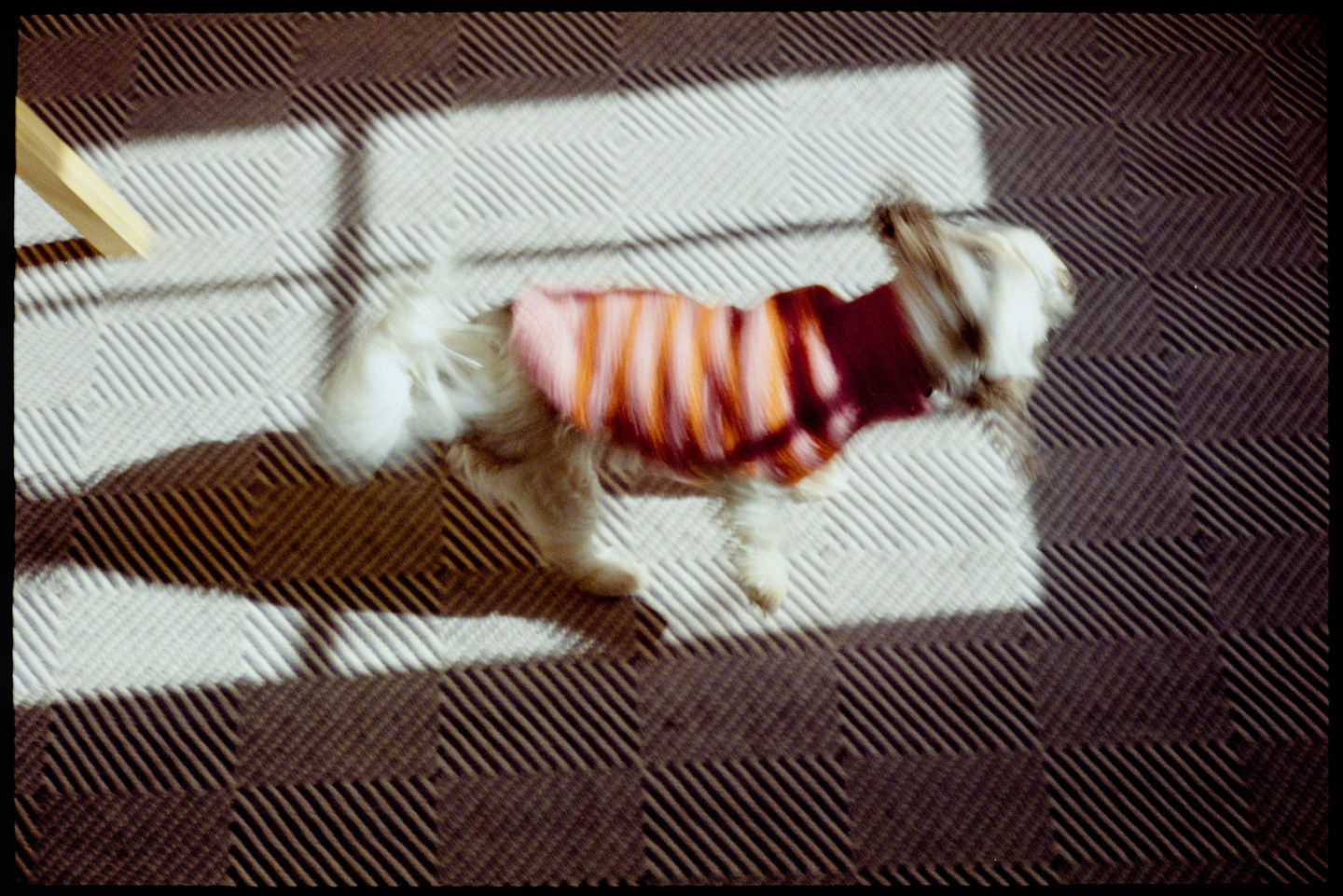 Annie the dog doing a full body shake on the rug