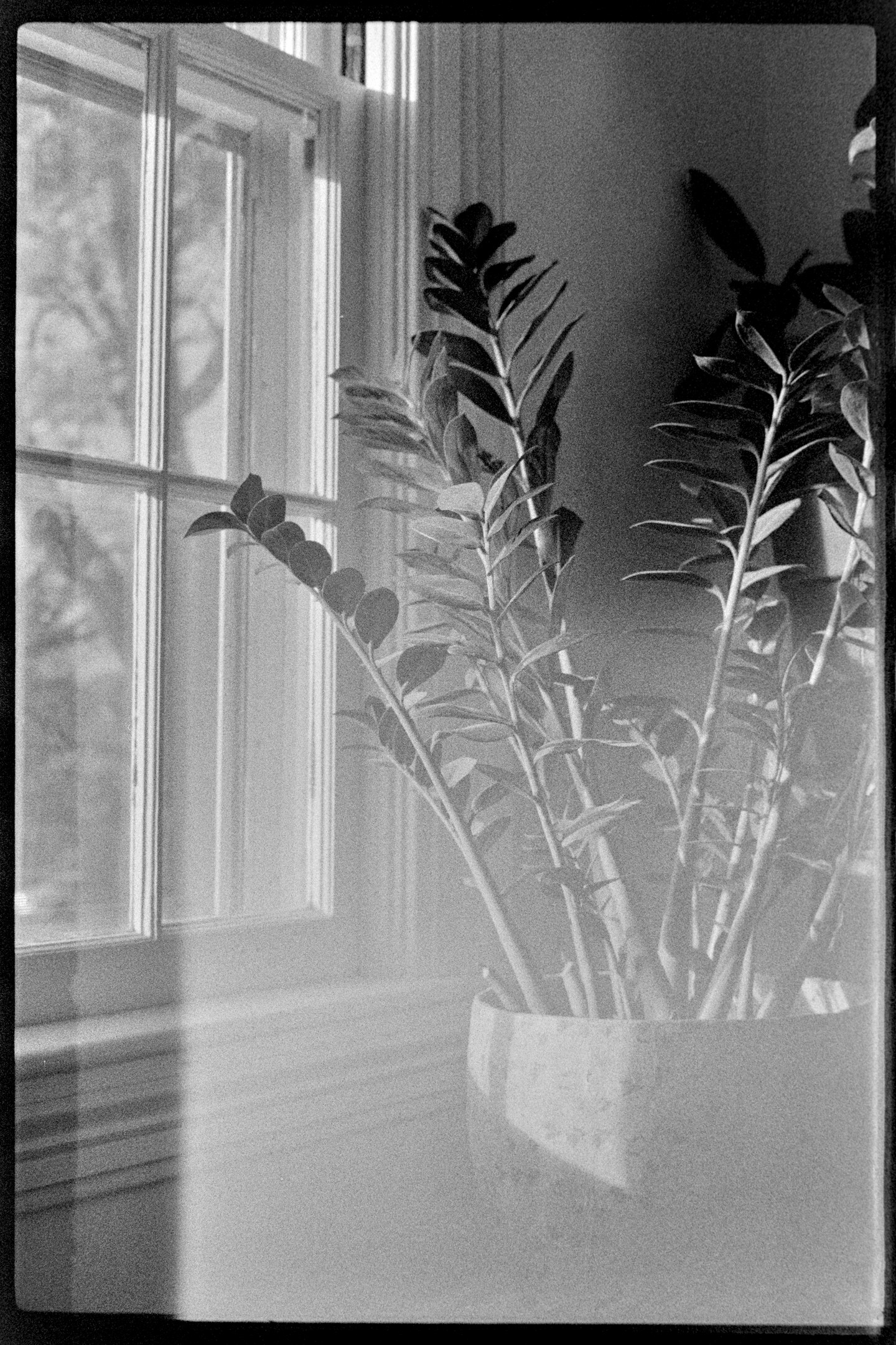 Tall plant next to a window in the afternoon sun