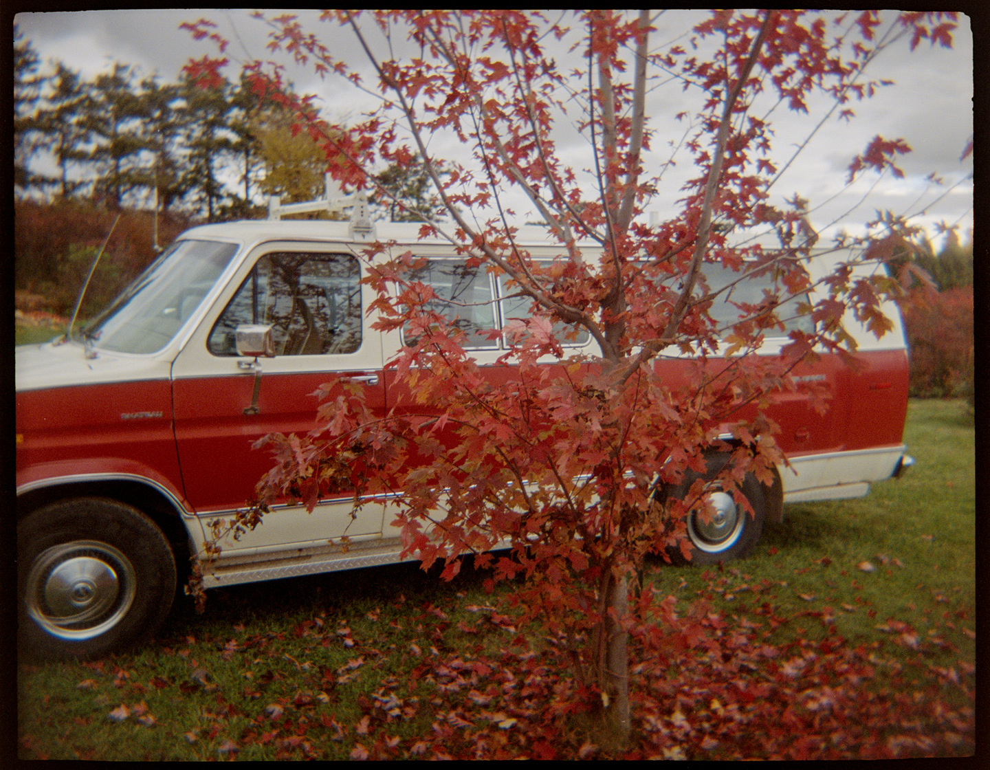 Old red and white van parked behind a tree with red autumn leaves