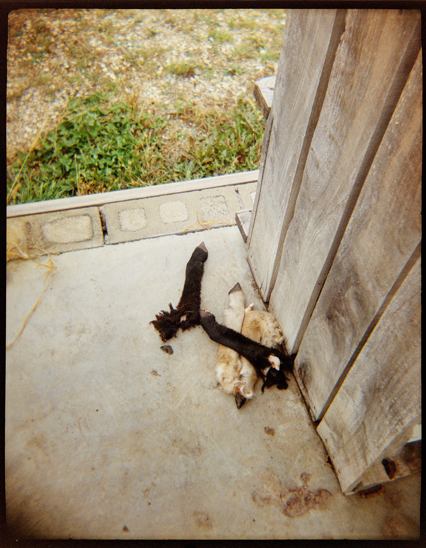 Four severed goat feet on the ground after the reenactment of an ancient Greek ritual