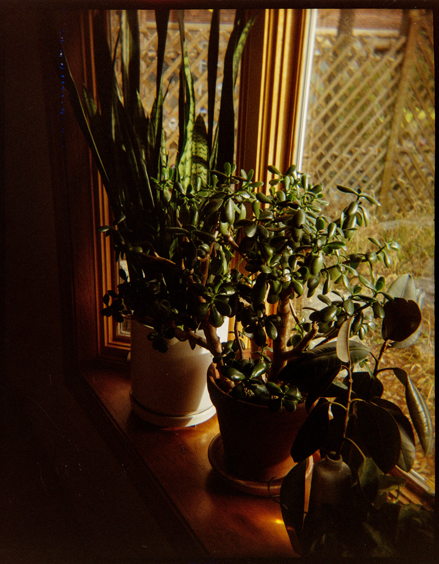 Plants sitting in the bay window of a kitcen