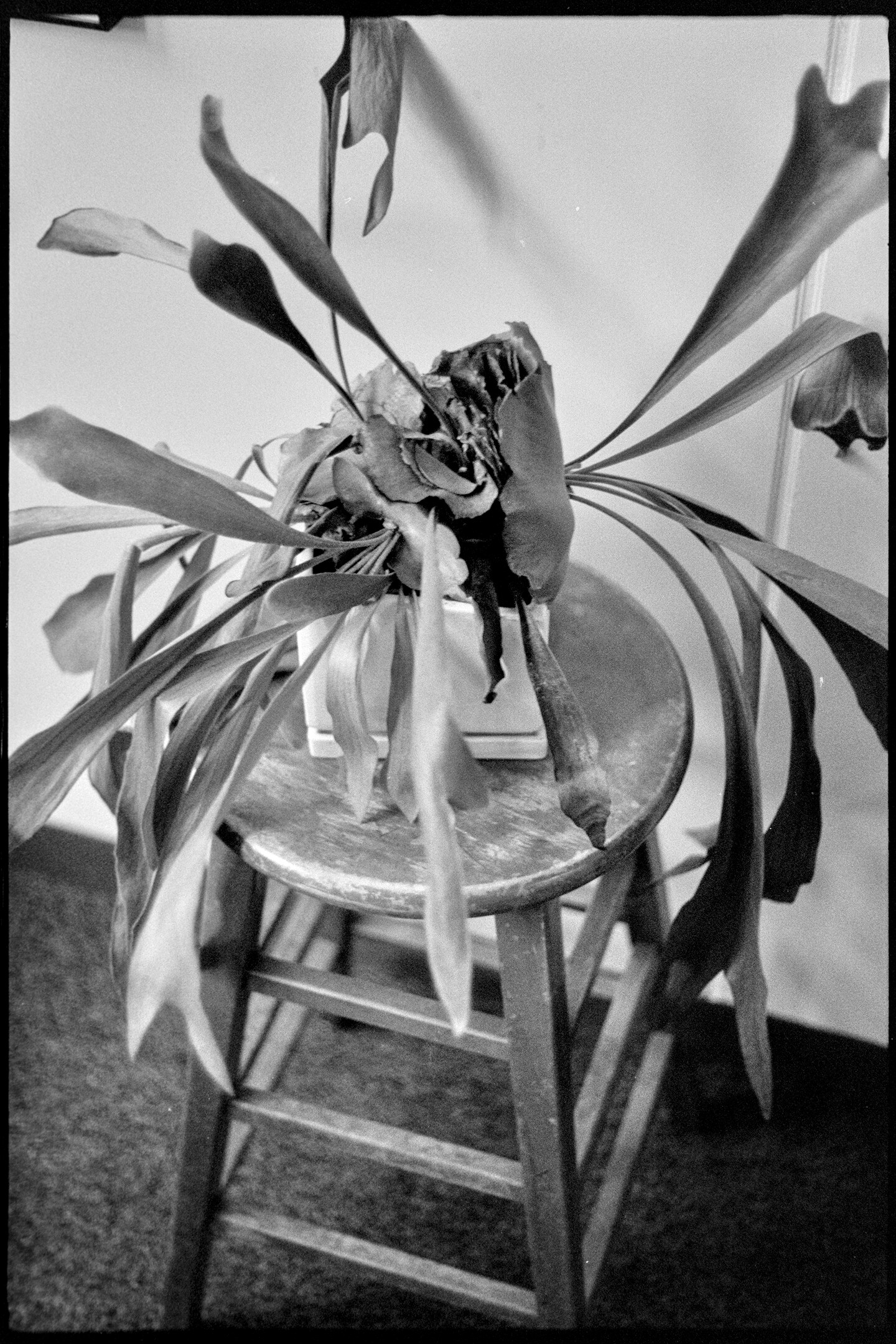 Deerhead fern on a stool in my office