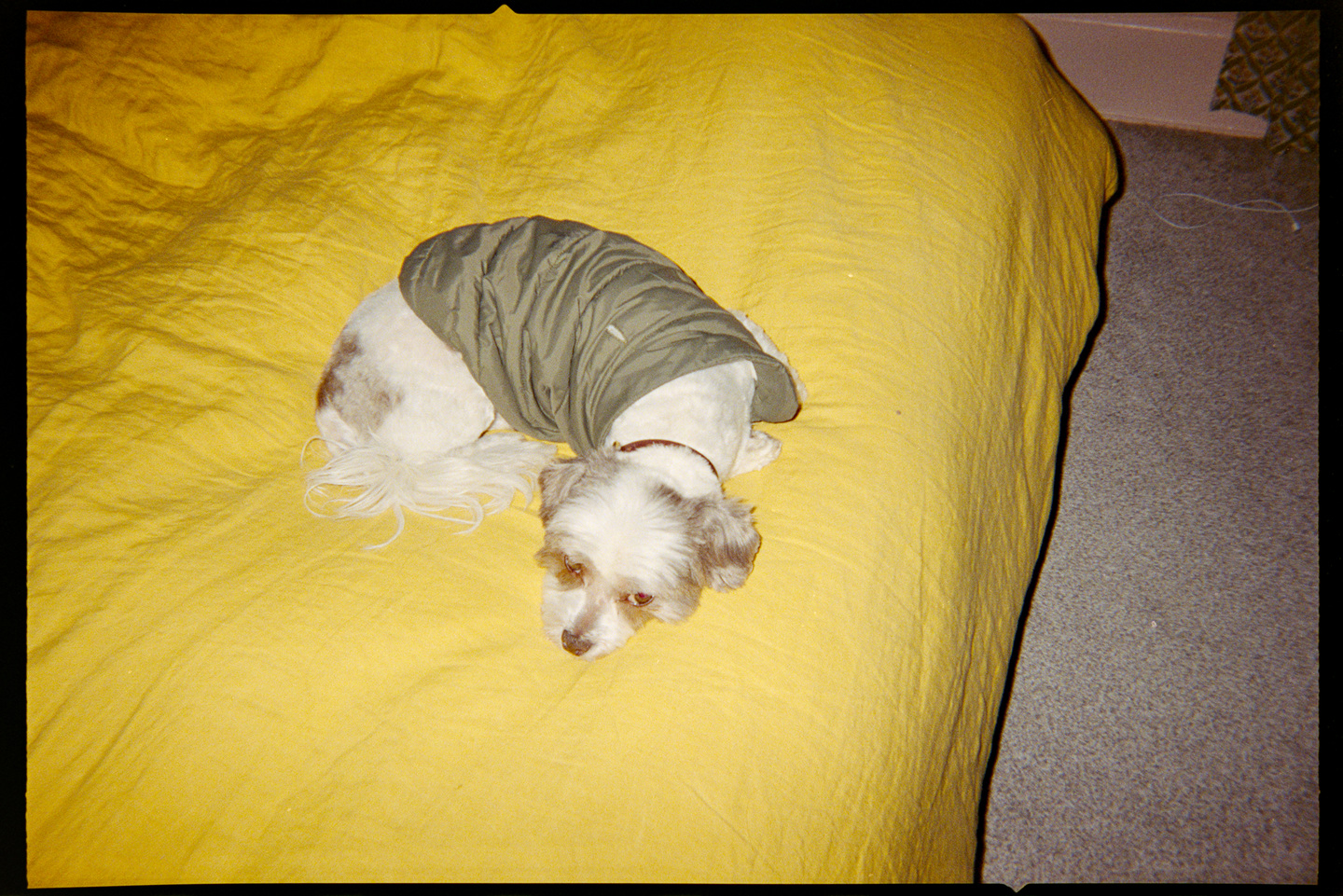 A small white dog in a green vest curled up on a yellow duvet on a bed.
