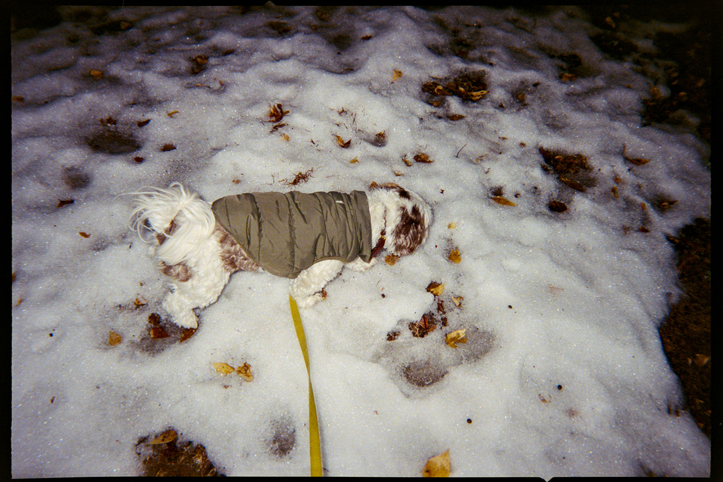 A small white dog in a green vest on a yellow leash on the snowy ground.