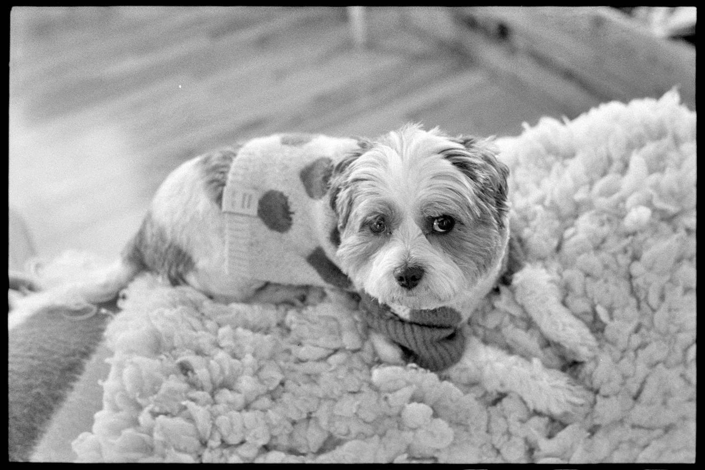 Annie the dog on the top of the couch
