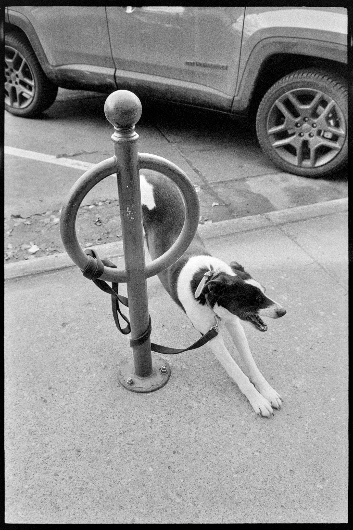 A dog tied to a bike rack outside of the Little Joy coffee shop