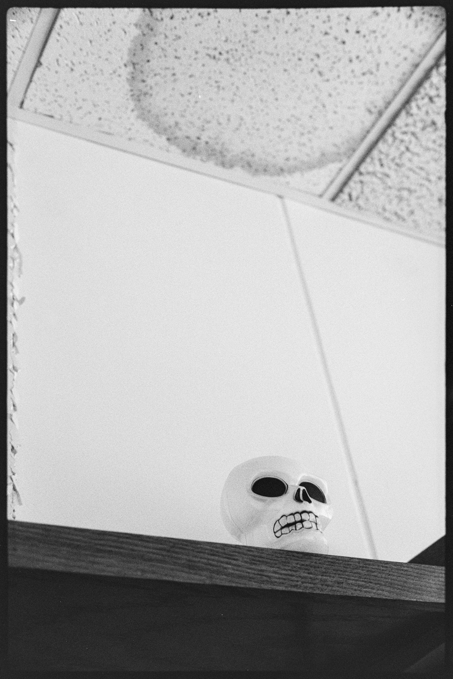 Skull on a shelf in my office with stained ceiling tile above