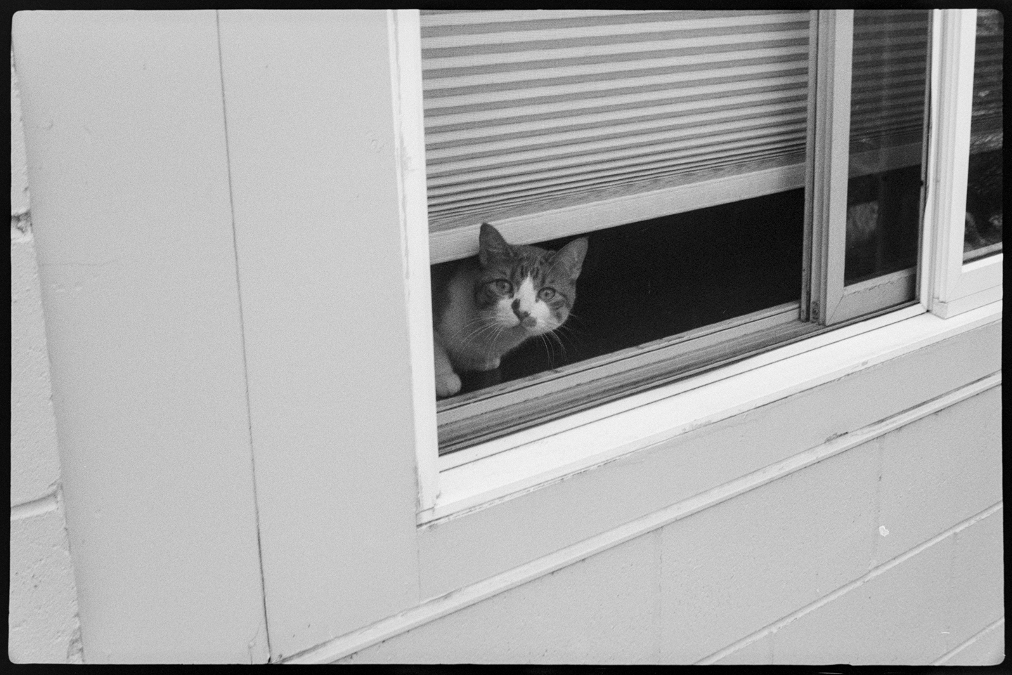 A cat looks out the ground level window of an apartment