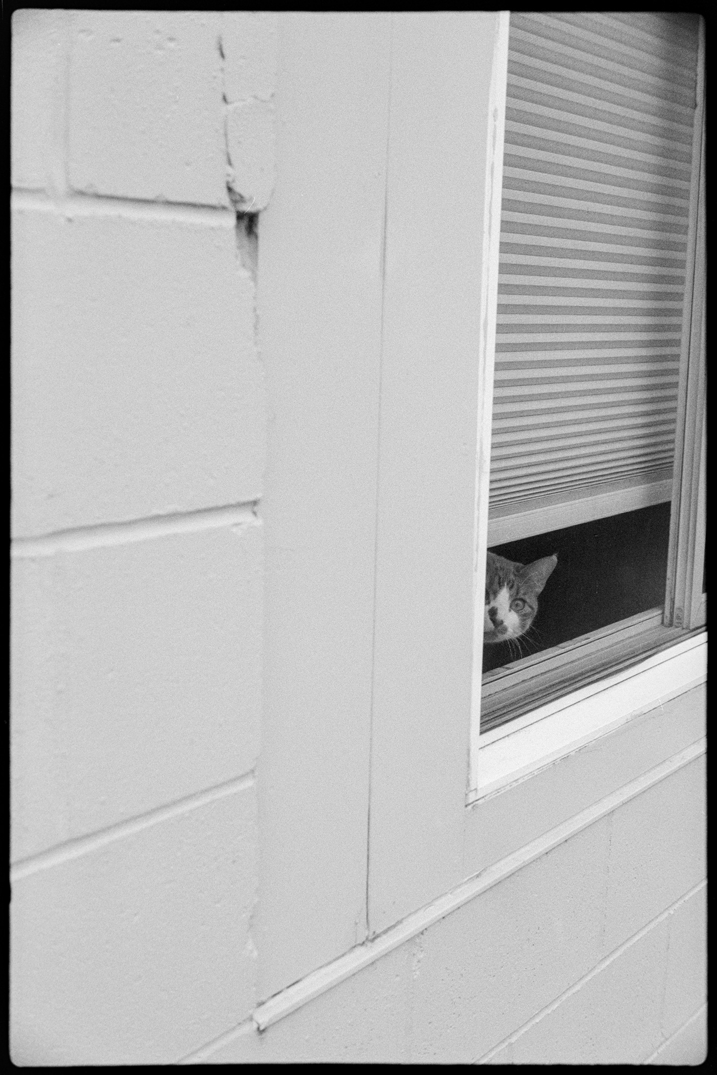 A cat looks out the ground level window of an apartment