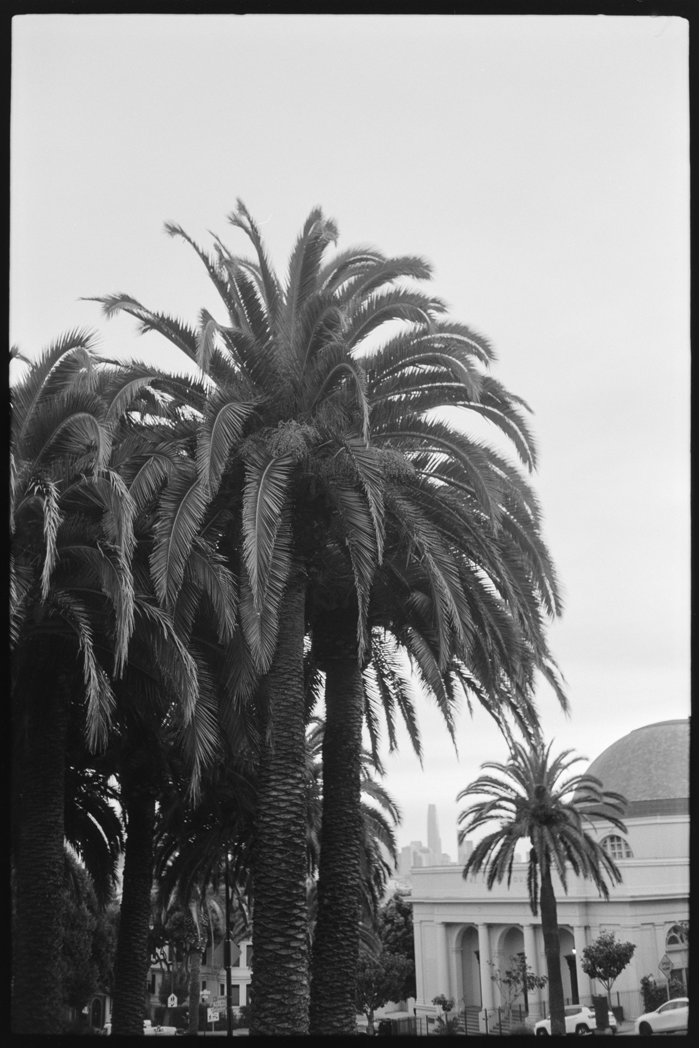 Tall palm trees at Delores Park with a skyscraper in the distance in San Francisco