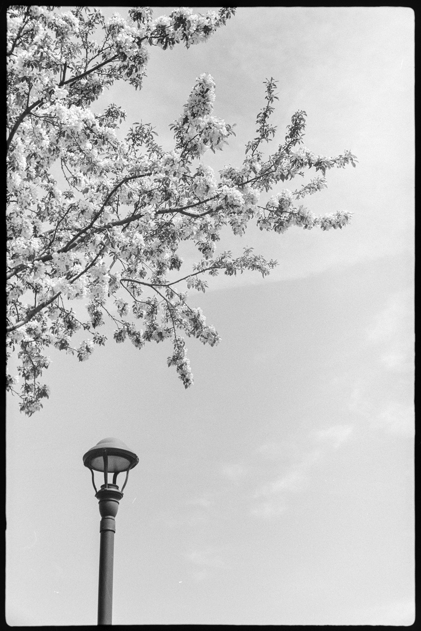 A lamp post and the branches of a tree with white blossoms on them set against the sky
