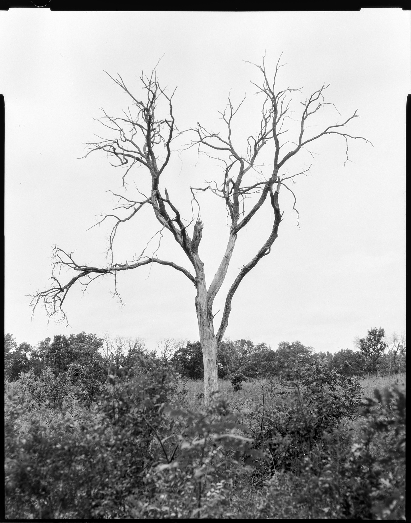 A tall dead tree with bare arms in the Carleton arboretum