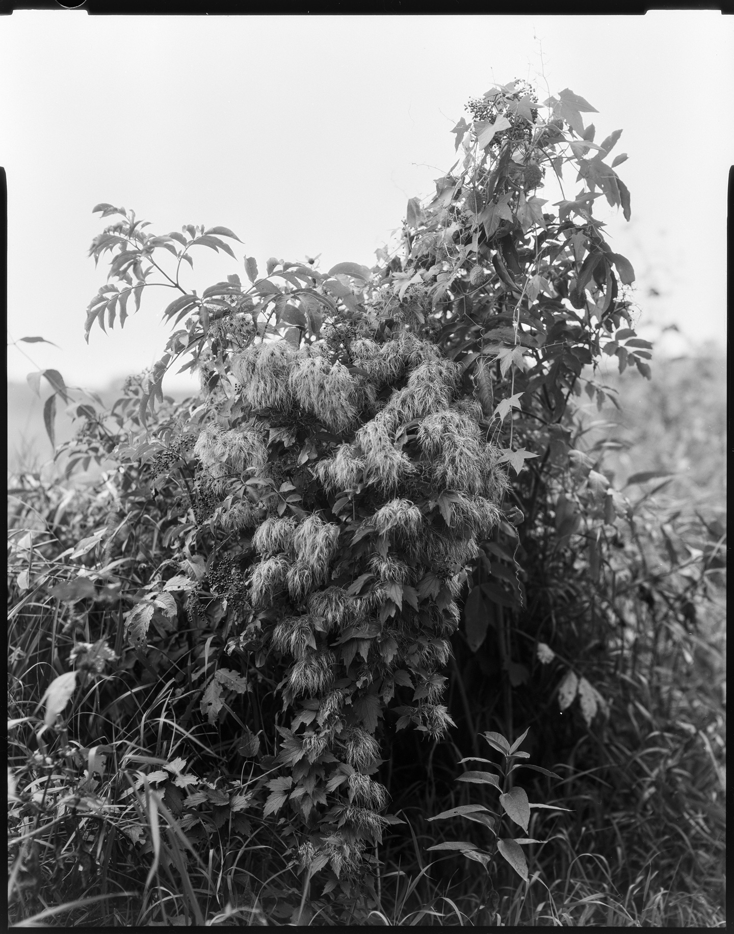 Several species of plants growing entangled with each other in the Carleton arboretum